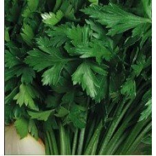Parsley seeds Amsterdam 2 g