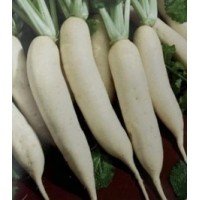 Daikon radish seeds 3 g