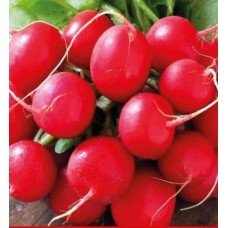 Saks radish seeds 3 g