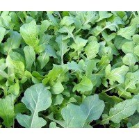 Arugula seeds Znakhar 2 g