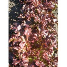Vyshyvanka lettuce seeds 2 g