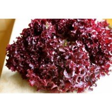 Lola Rossa lettuce seeds 1 g