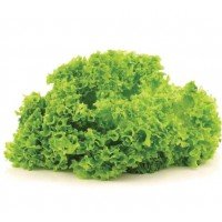 Lolla Bionda lettuce seeds 1 g