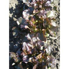Lettuce seeds Lel 2 g
