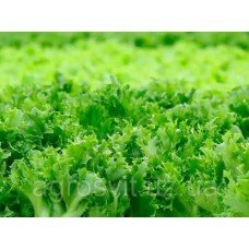 Odessa Kudryavec lettuce seeds 1 g