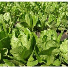 Lettuce seeds Scarb 2 g