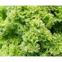 Golden ball lettuce seeds 1 g