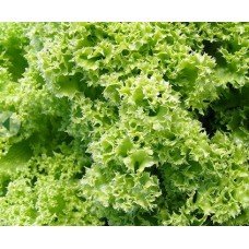 Golden ball lettuce seeds 1 g