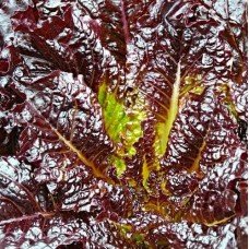 Lettuce seeds Raspberry ball 1 g