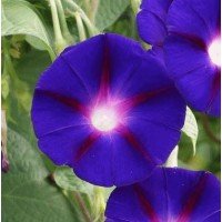 Morning glory Flash of lightning 0.2 g