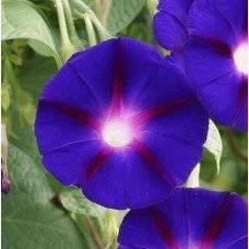 Morning glory Flash of lightning 0.2 g