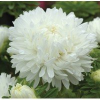 Astra White Cloud 1 g