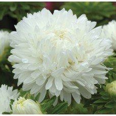 Astra White Cloud 1 g