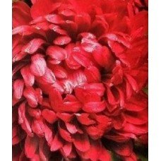 Astra Oksana 70 seeds