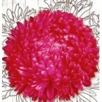 Red Aster Seeds Rother Turm 1 g