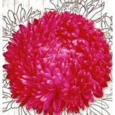 Red Aster Seeds Rother Turm 1 g