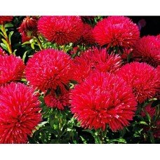 Flower seeds Aster Ruby stars 1 g