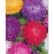 Flower seeds Astra Super Mix peony 1 g