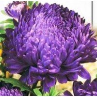 Flower seeds Astra blue Blauer Turm 1 g