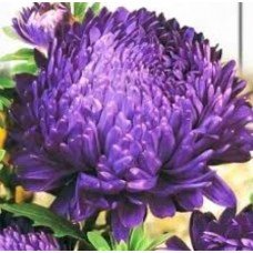 Flower seeds Astra blue Blauer Turm 1 g