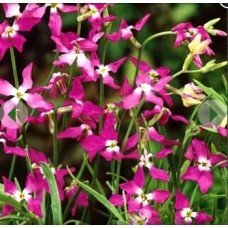 Flower seeds Matiola (night violet) 0.2 g