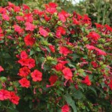 Mirabilis red flower seeds 0.2 g