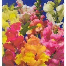Flower seeds Rotiki Magic carpet 0.2 g