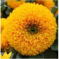 Flower seeds Decorative sunflower Golden sun 0.2 g