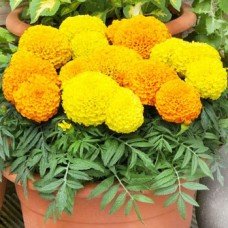 Flower seeds Tall marigolds 0.2 g