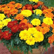 Flower seeds Marigold low growing 0.2 g