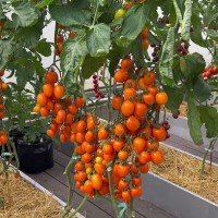 Cocktail tomato seeds Versailles F1 10 seeds