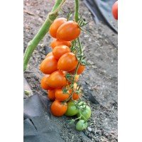 Cocktail tomato seeds Estrada F1 10 seeds