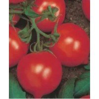 Cocktail tomato seeds Crown Prince 30 seeds