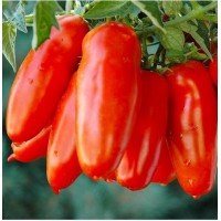 Cocktail tomato seeds Kibitz 30 seeds