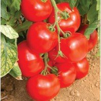 Cocktail tomato seeds Linda 30 seeds