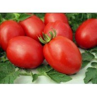 Cocktail tomato seeds German cream 30 seeds