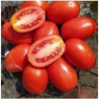 Cocktail tomato seeds Cream Frodo 30 seeds
