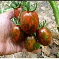 Cocktail tomato seeds Super-exotic 30 seeds