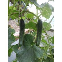 Bombay cucumber seeds F1 10 seeds