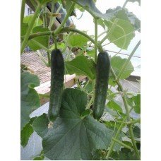 Bombay cucumber seeds F1 50 seeds