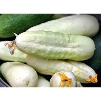 Cucumber seeds White delicacy 10 seeds
