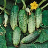 Cucumber seeds Golubchik F1 3 grams