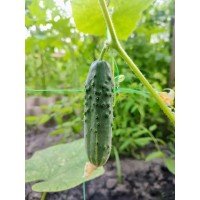 Cucumber seeds Dictor F1 10 pcs