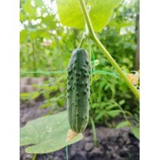 Cucumber seeds Dictor F1 10 pcs