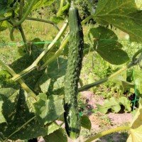 Cucumber seeds Chinese miracle 10 seeds
