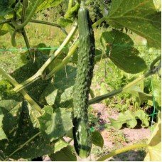 Cucumber seeds Chinese miracle 30 gr