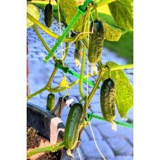 Cucumber seeds Couplet F1 50 seeds