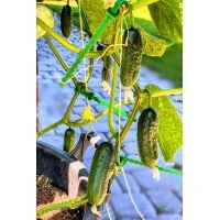 Cucumber seeds Couplet F1 10 pcs