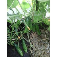 Cucumber seeds Courage F1 10 pcs