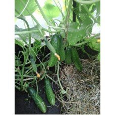 Cucumber seeds Courage F1 10 pcs